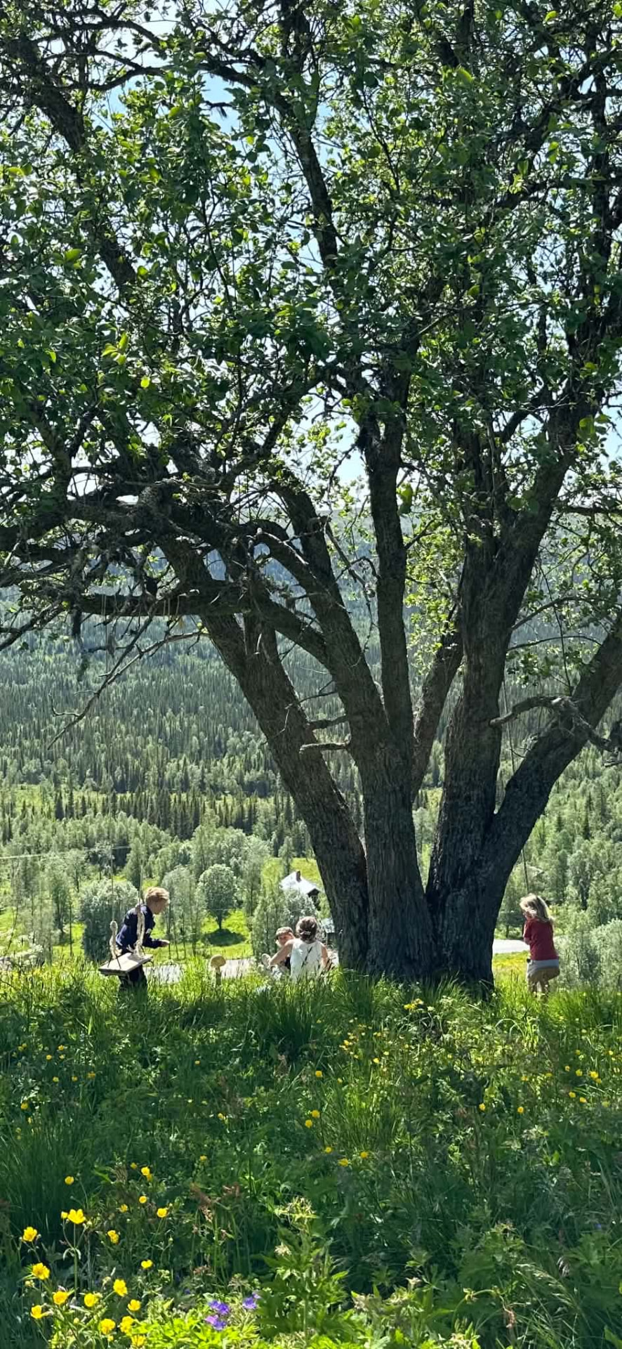Barn vid ett stort träd i grönskande fjällandskap i Jämtland